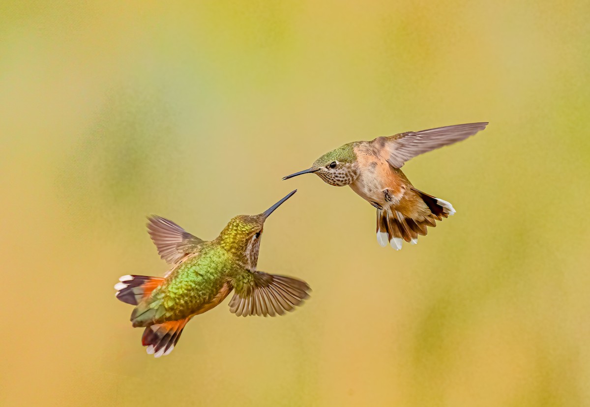 Kızıl Sırtlı Kolibri - ML640100318