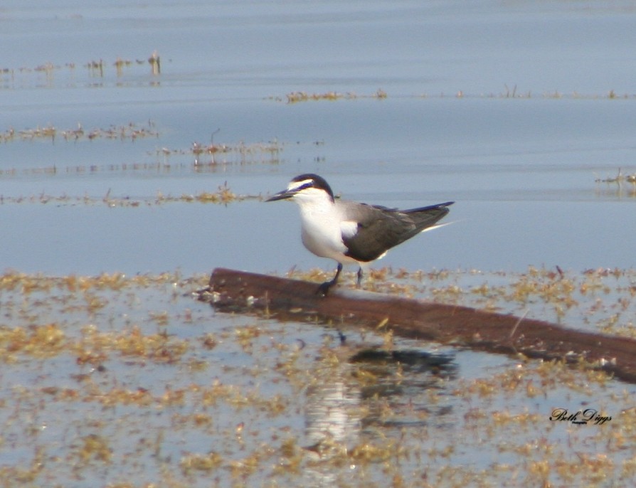 Bridled Tern - ML640100350
