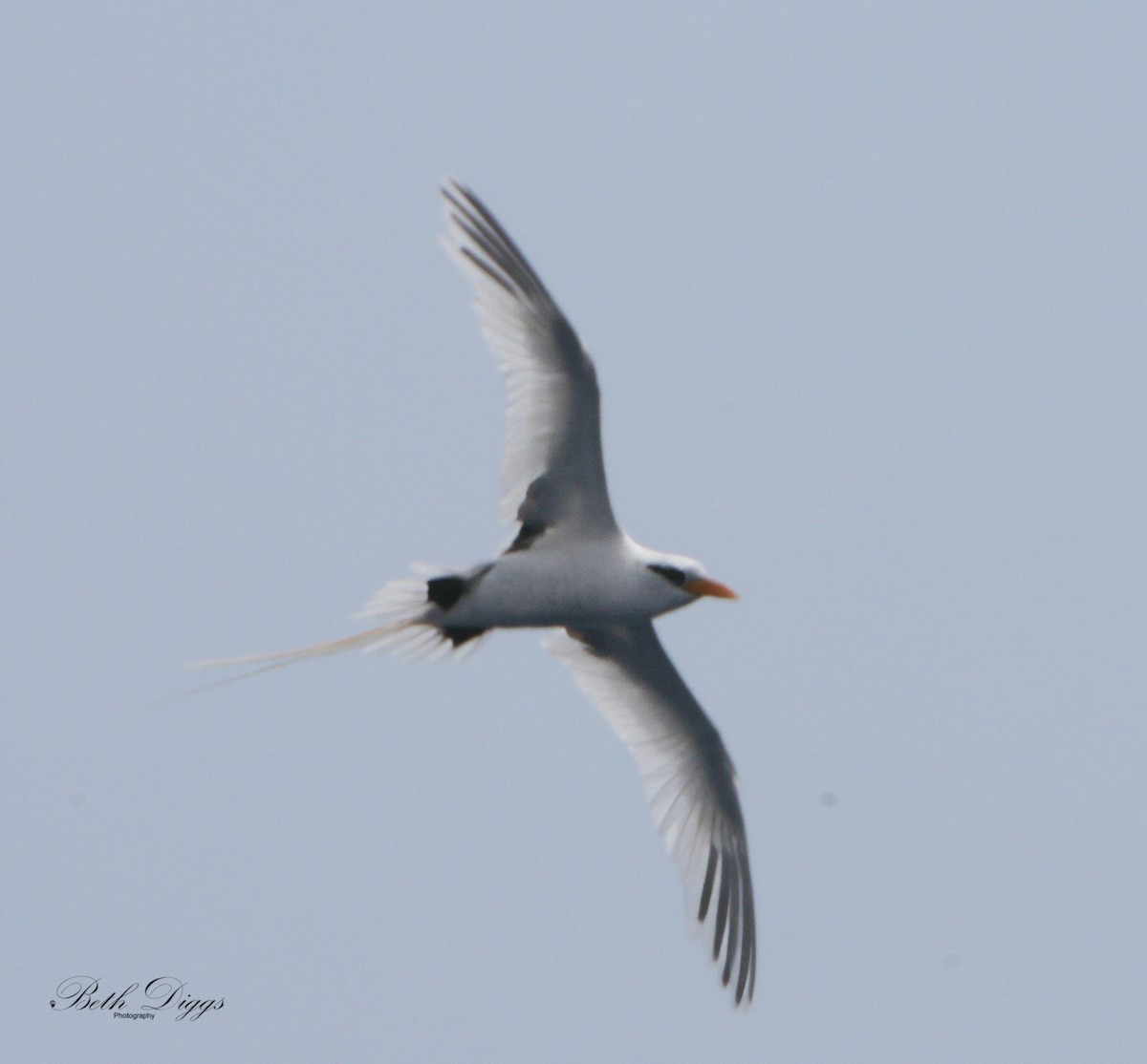 White-tailed Tropicbird - ML640100382