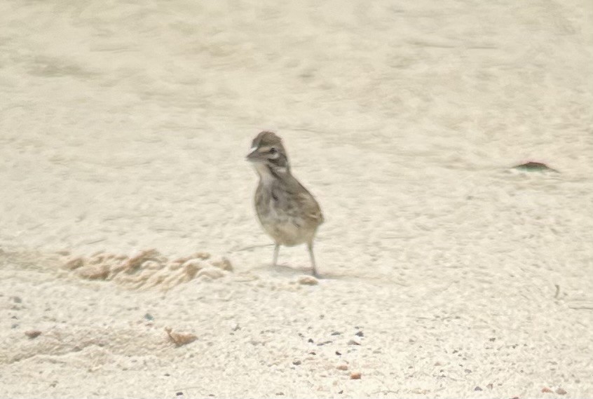 Lark Sparrow - ML640100481