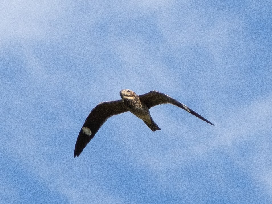 Common Nighthawk - ML640100538