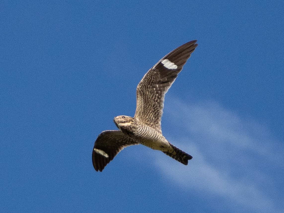 Common Nighthawk - ML640100539