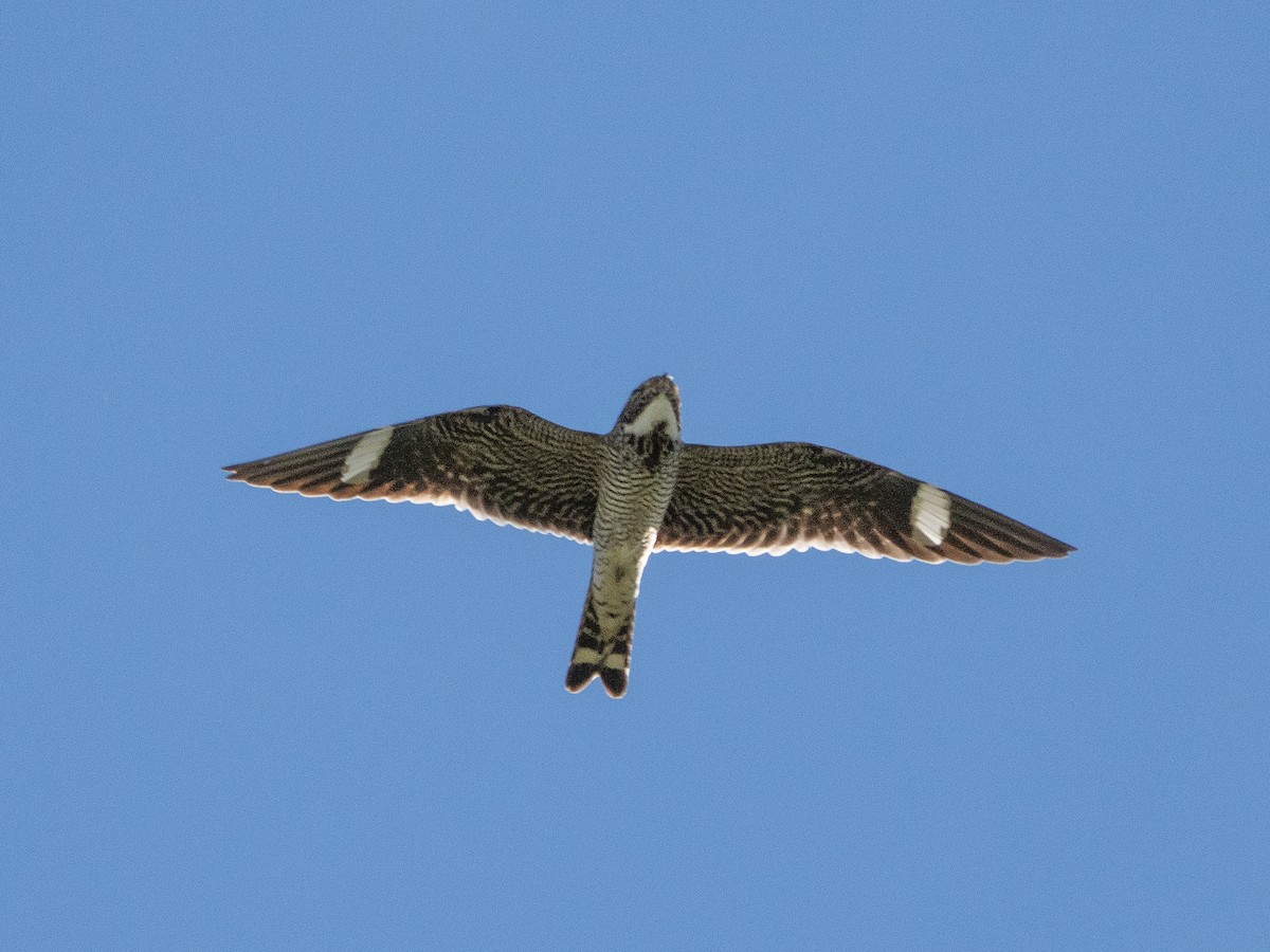 Common Nighthawk - ML640100540