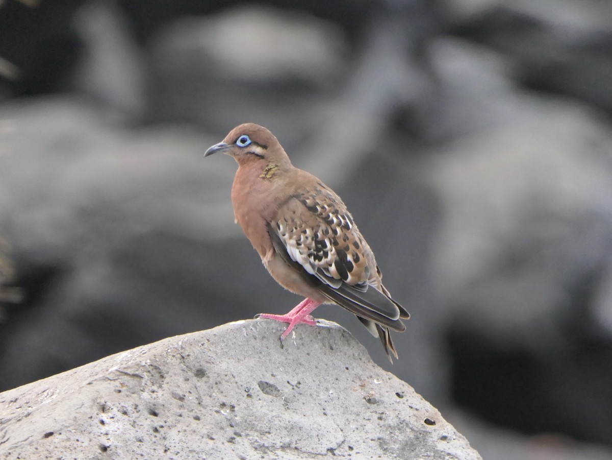 Galapagos Dove - ML640100553