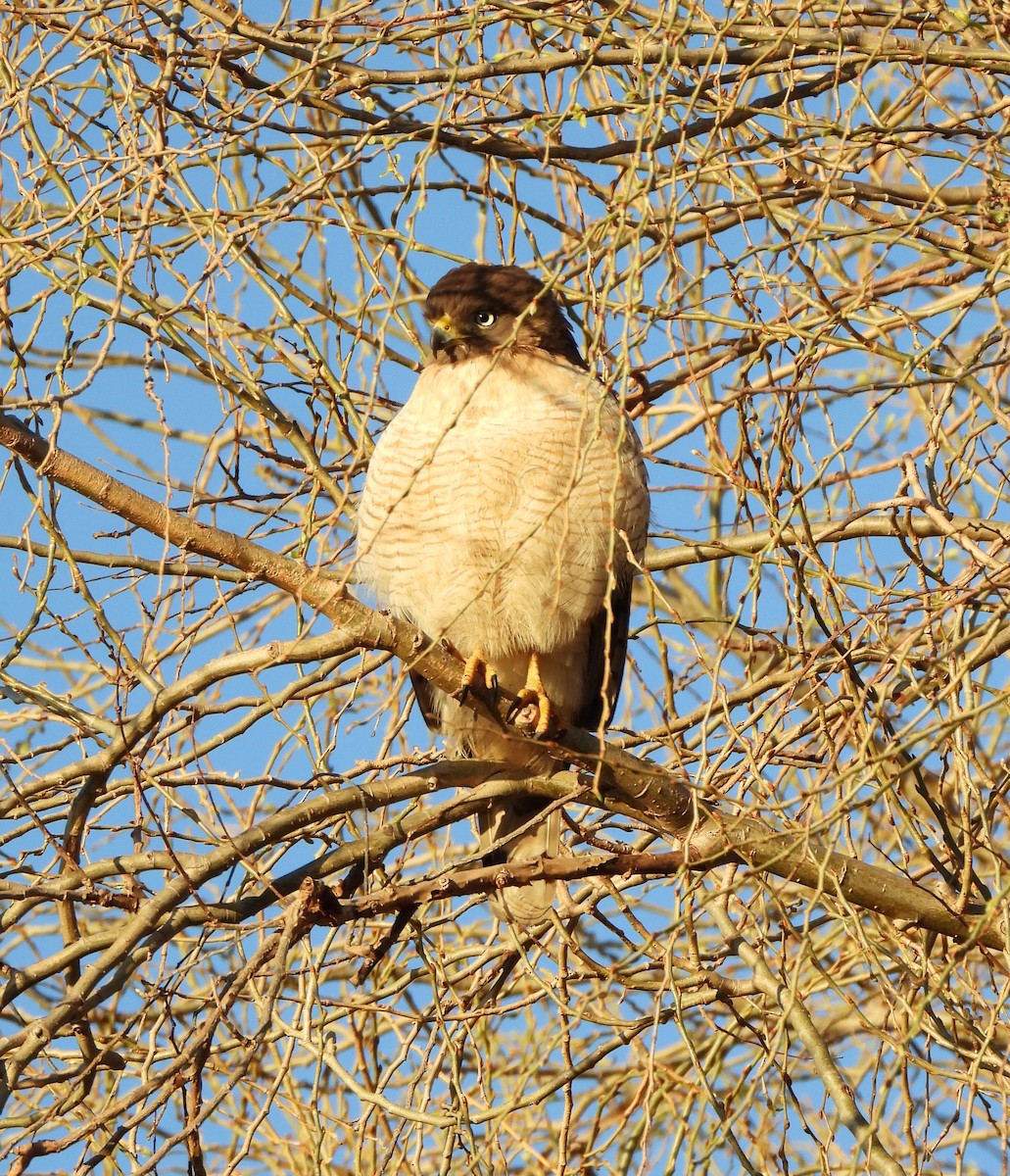Roadside Hawk - ML640100579