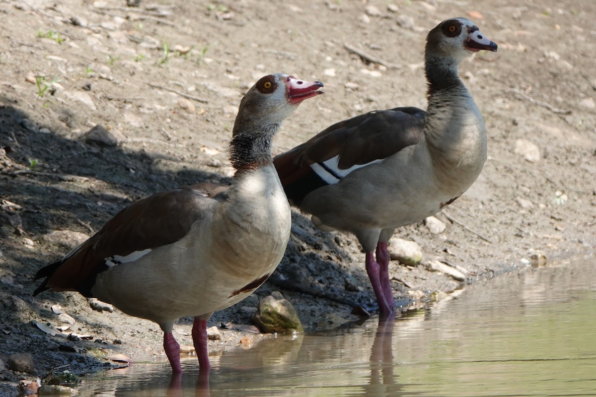 Egyptian Goose - ML640100589