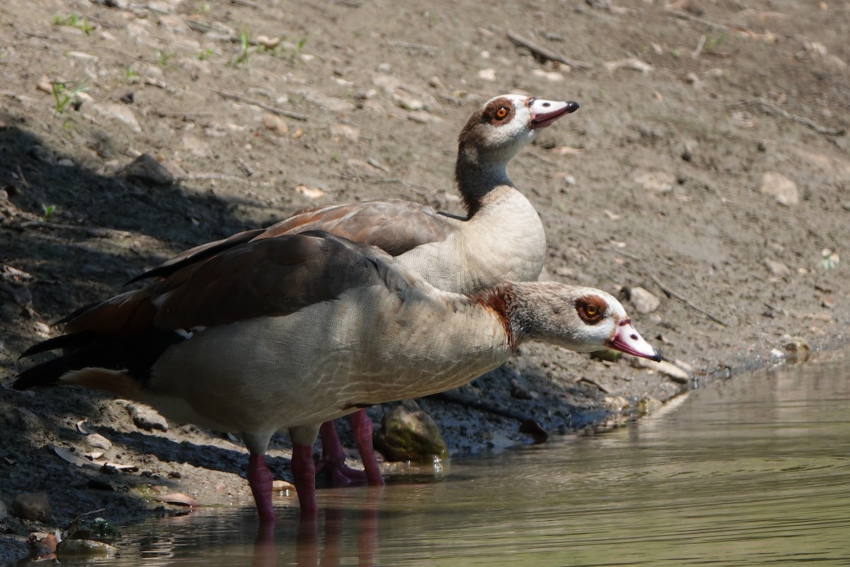 Egyptian Goose - ML640100590