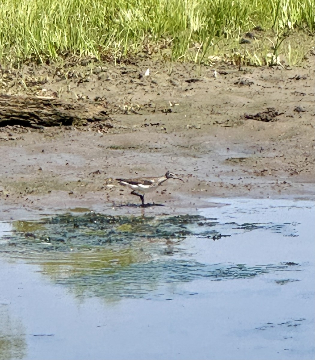 Solitary Sandpiper - ML640100619