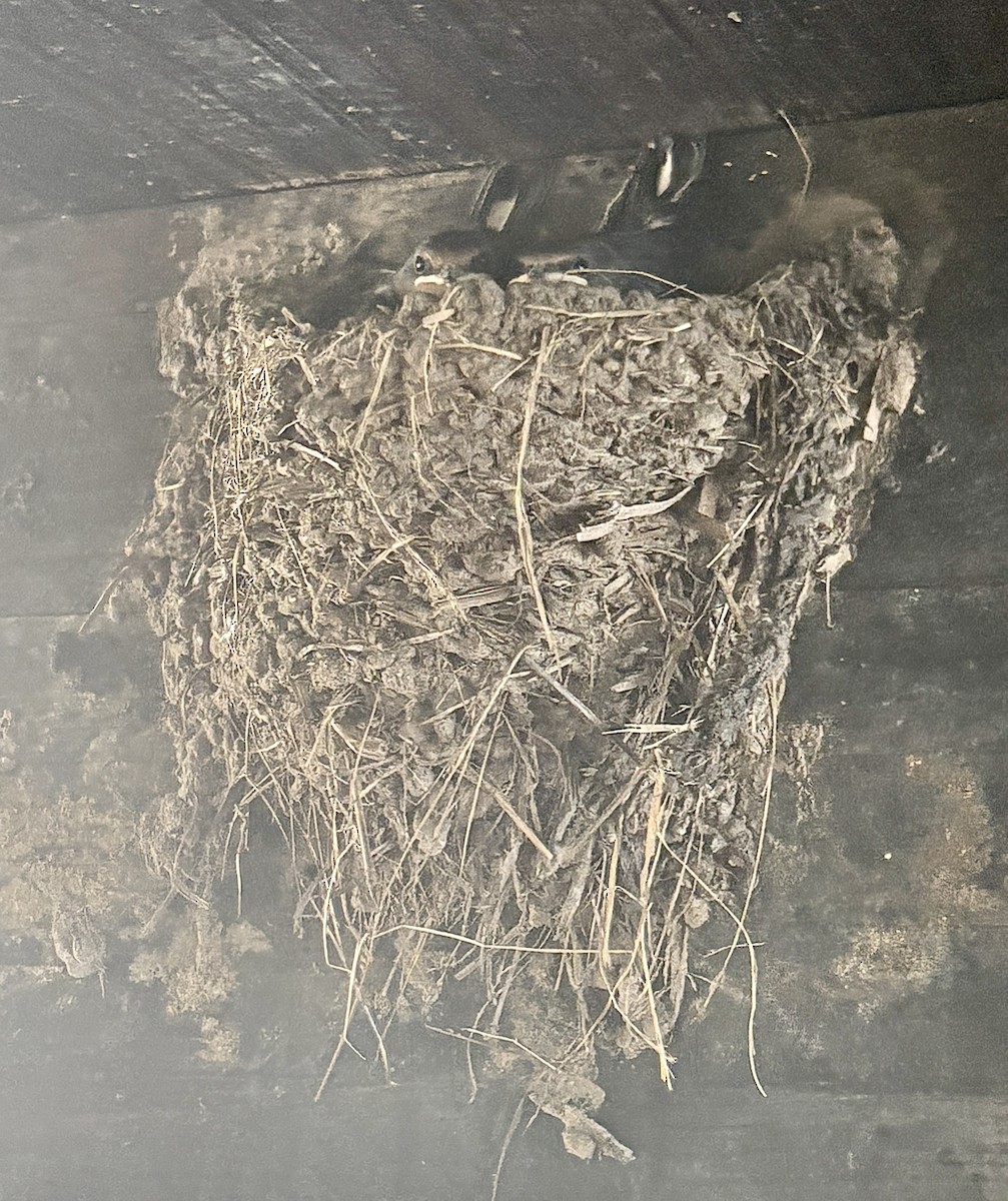 Barn Swallow (American) - ML640100649