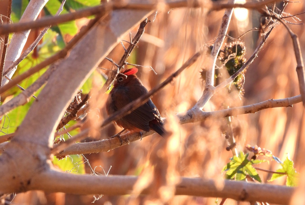 Red-crested Finch - ML640100658