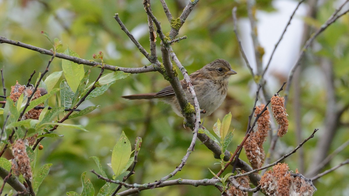 Bruant des marais - ML640100743