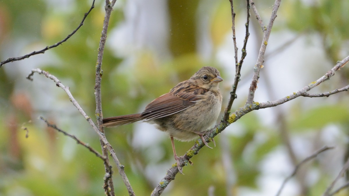 Bruant des marais - ML640100766