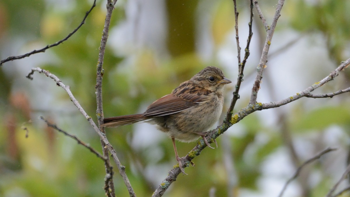 Bruant des marais - ML640100767