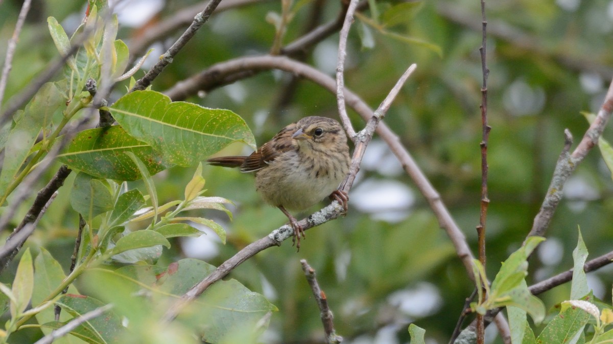 Bruant des marais - ML640100769