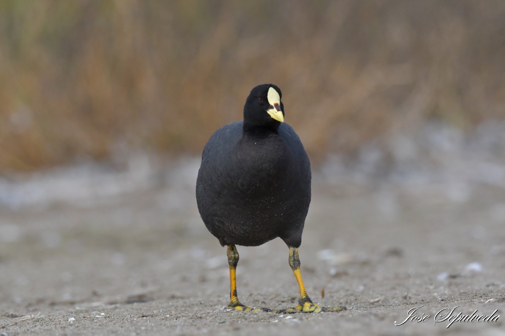 Red-gartered Coot - ML640100784