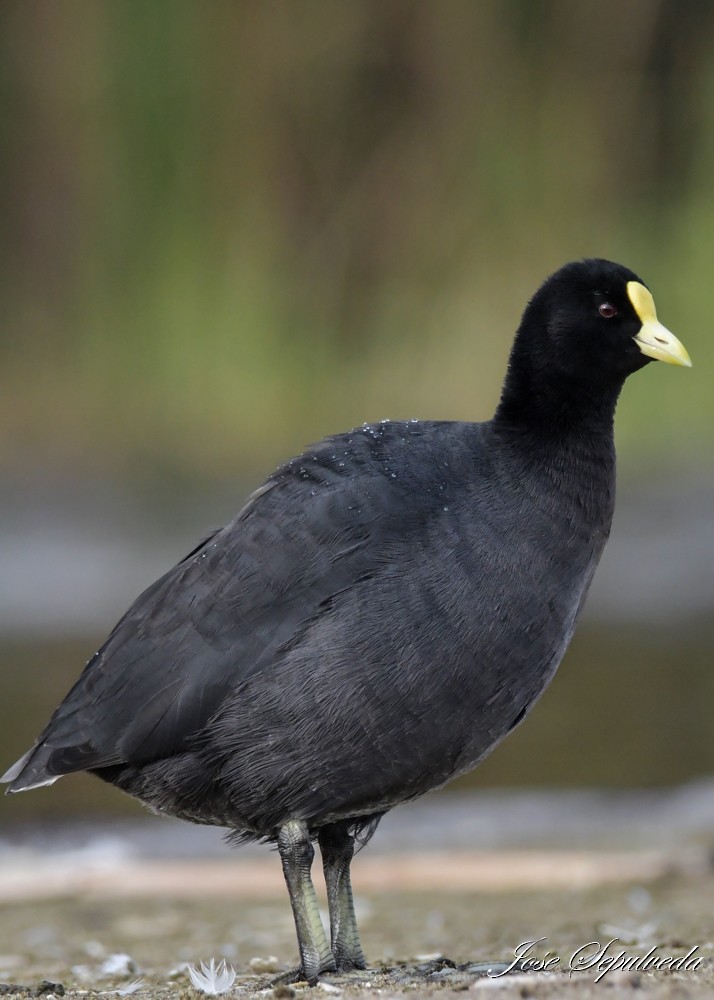 White-winged Coot - ML640100790