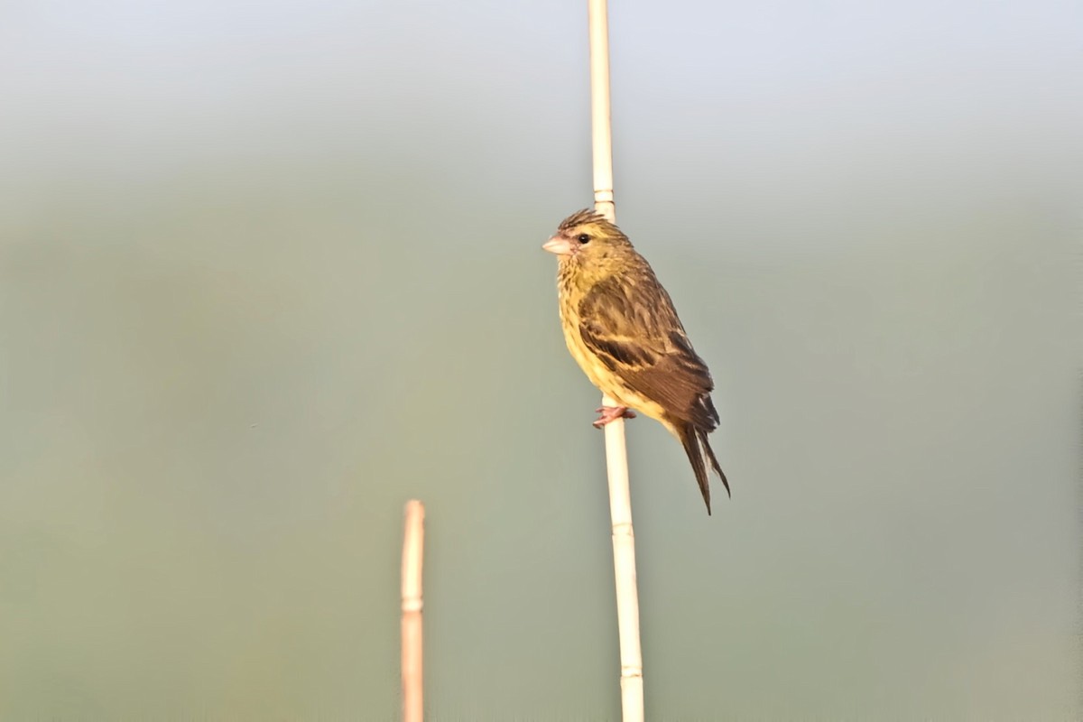 Papyrus Canary - ML640100821