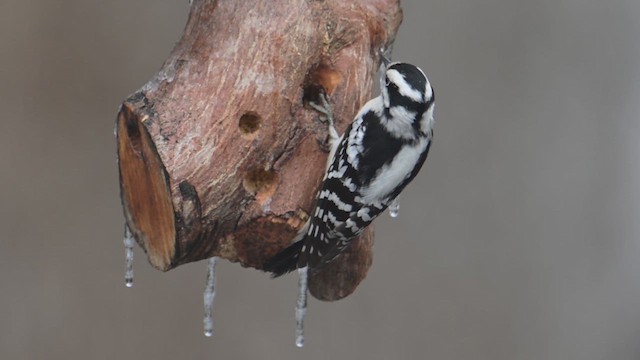 Downy Woodpecker - ML640100864
