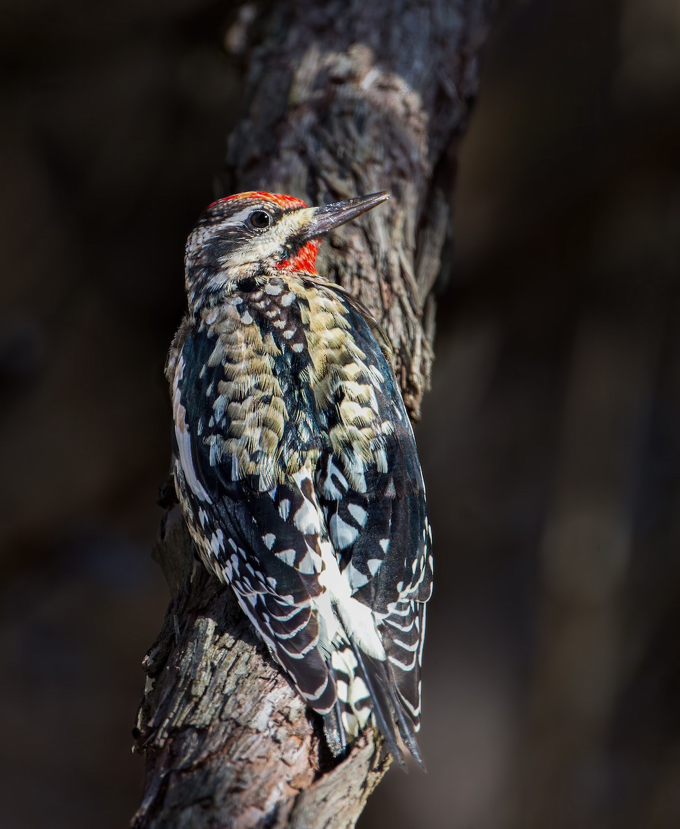Yellow-bellied Sapsucker - ML640100907