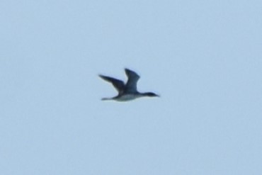 ub. lom (Gavia sp.) - ML640100948