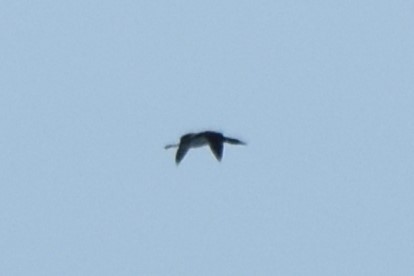 ub. lom (Gavia sp.) - ML640100949