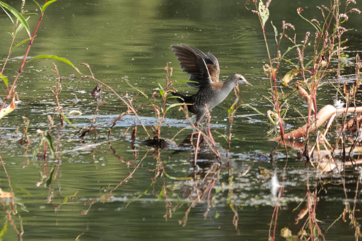 Little Crake - ML640101011