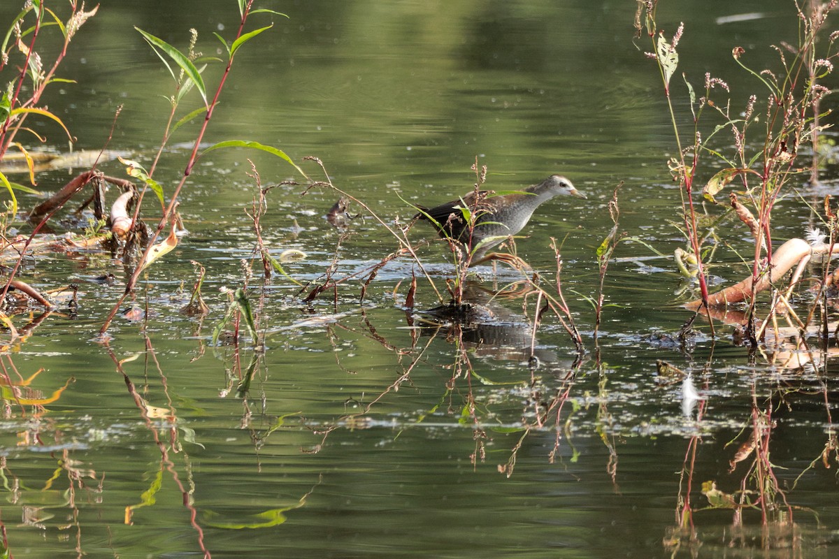 Little Crake - ML640101012