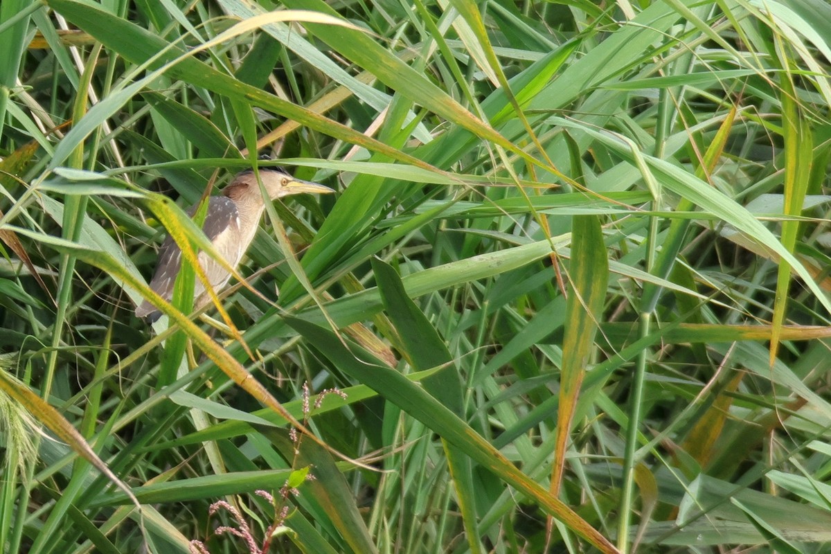 Little Bittern - ML640101038