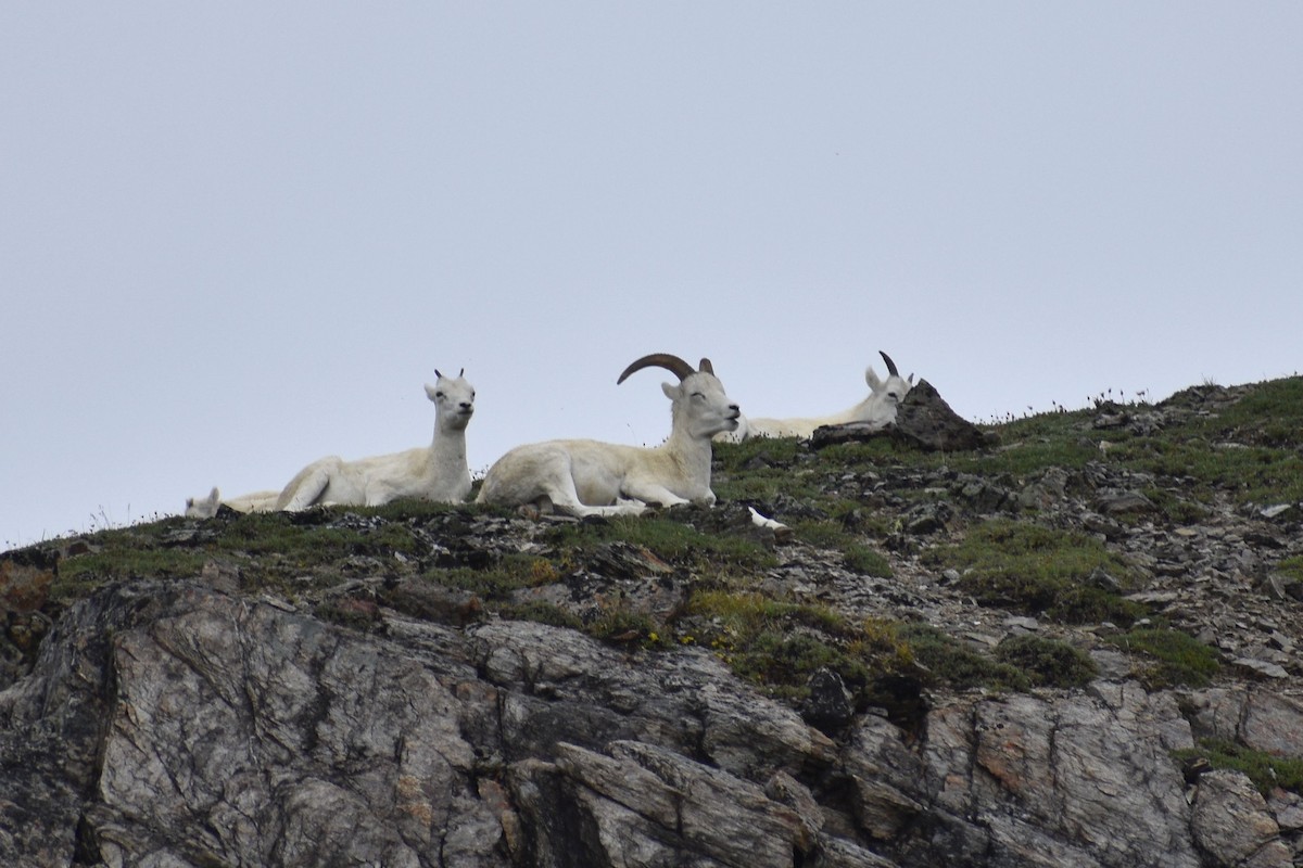 Dall's Sheep - ML640101114