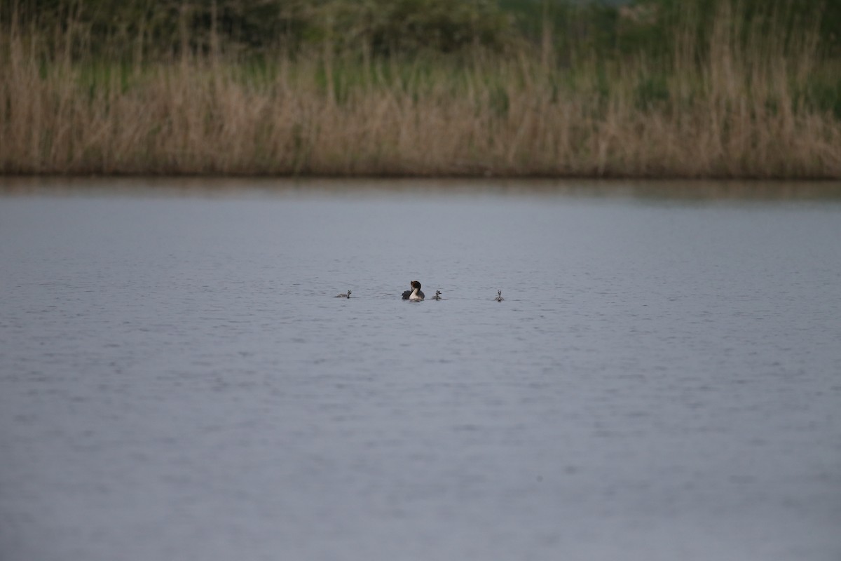 Grèbe huppé - ML640101152