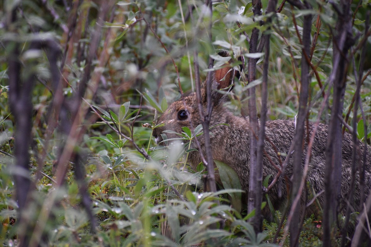 カンジキウサギ - ML640101153