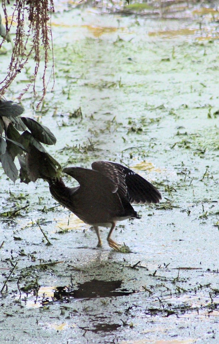 Green Heron - ML640101186