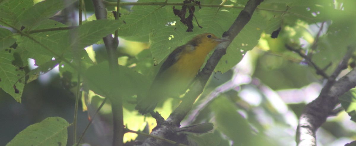 Prothonotary Warbler - ML640101199