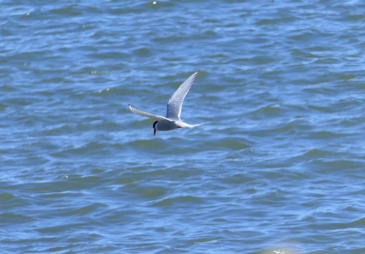 Arctic Tern - ML640101207