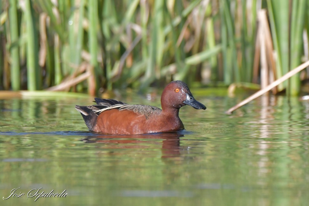 Cinnamon Teal - ML640101291