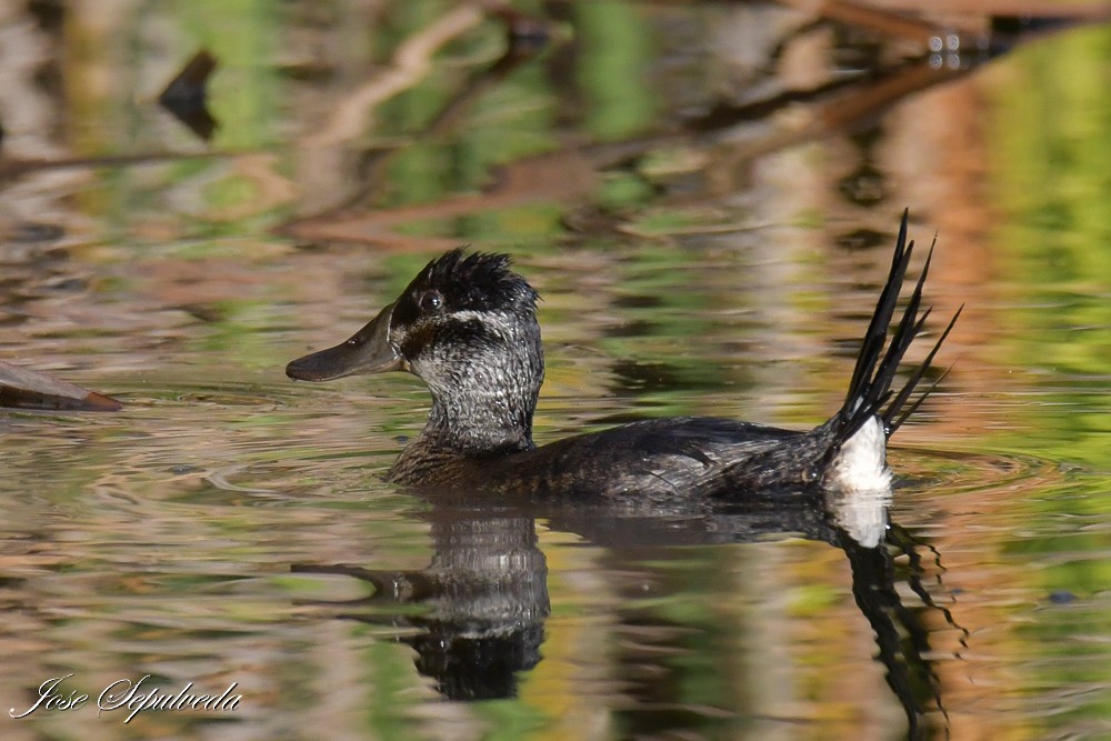 Lake Duck - ML640101308