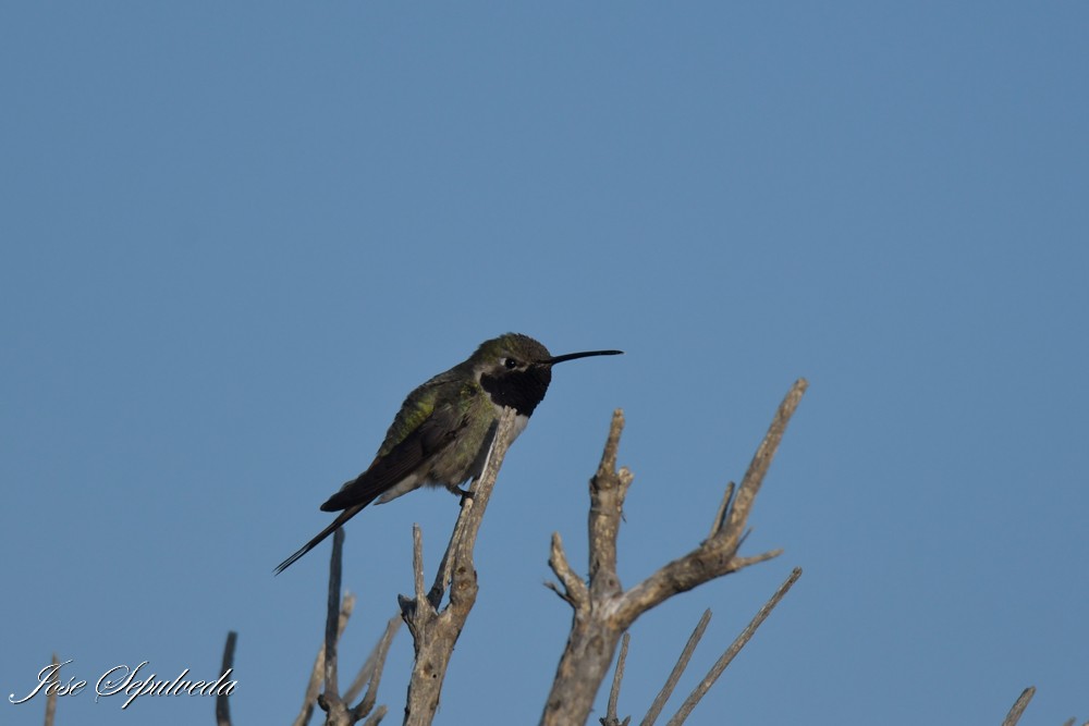 Oasis Hummingbird - ML640101331