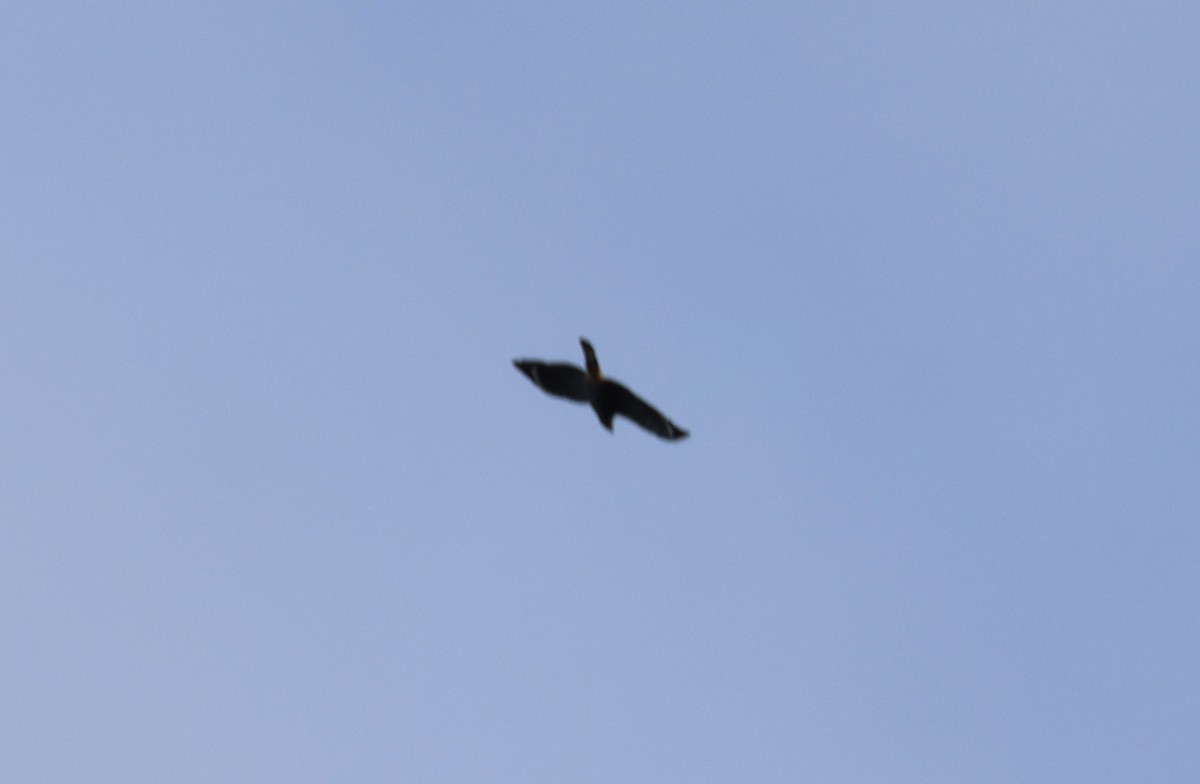 Crane Hawk - ML640101358