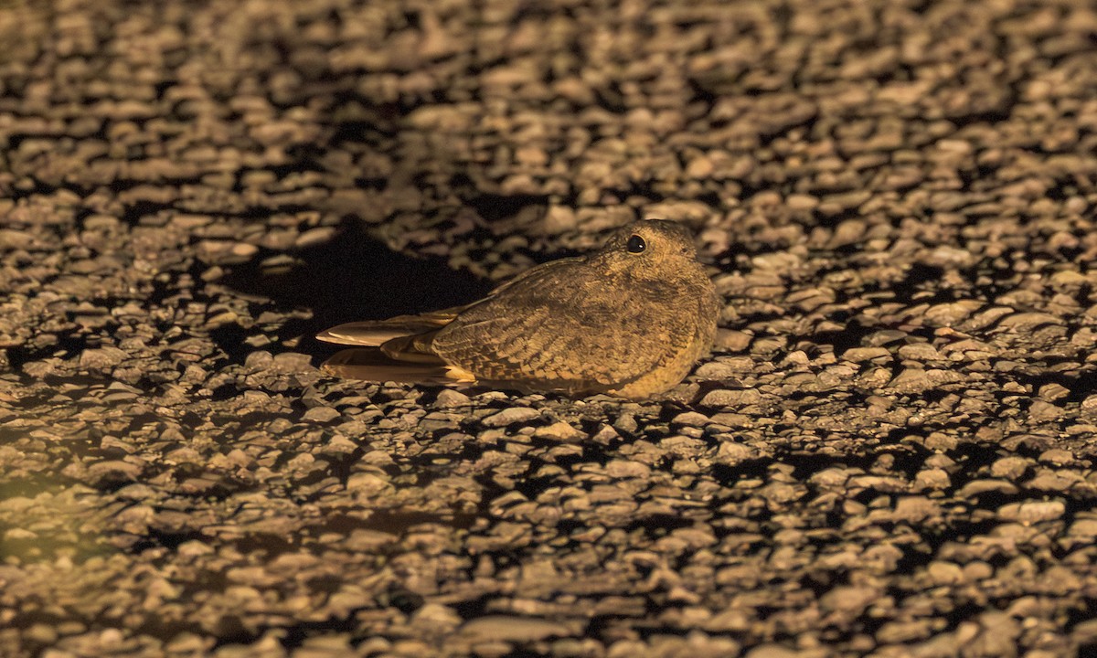 Savanna Nightjar (Northern) - ML640101361