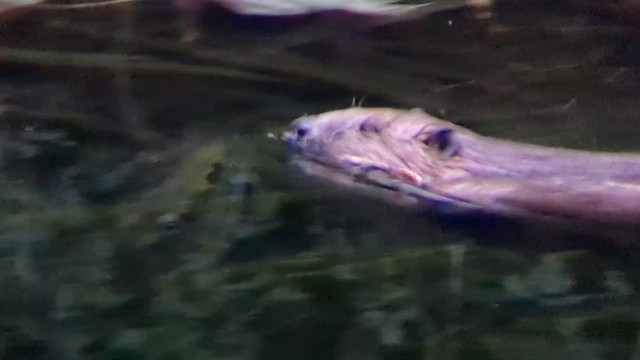 Eurasian Beaver - ML640101381