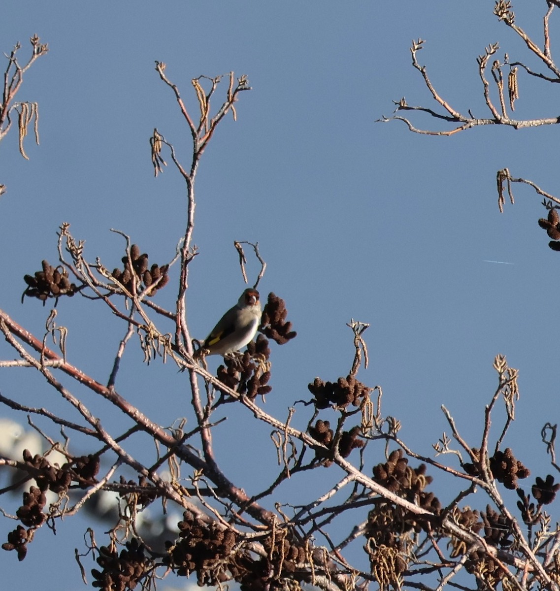 Gray-crowned Goldfinch - ML640101419