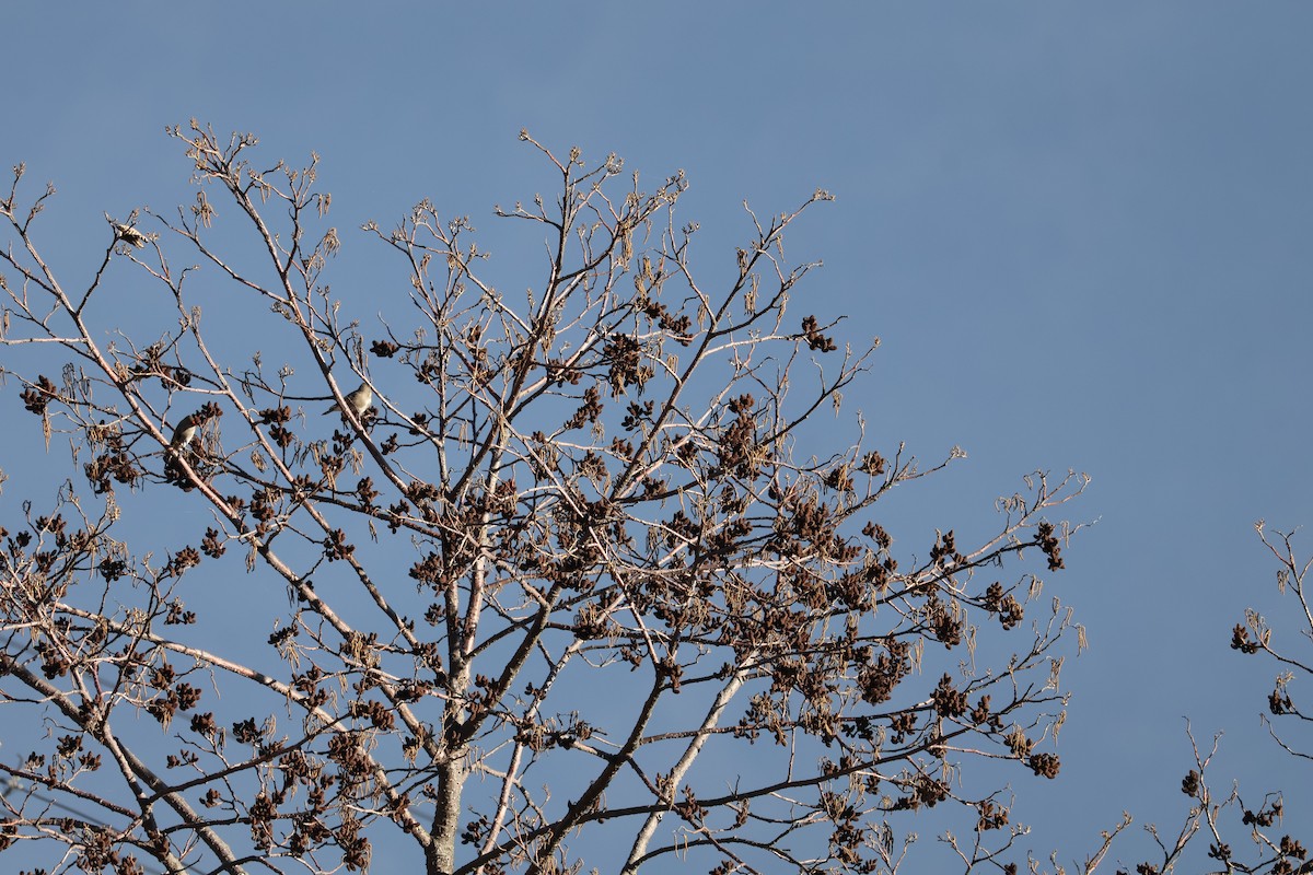 Gray-crowned Goldfinch - ML640101420