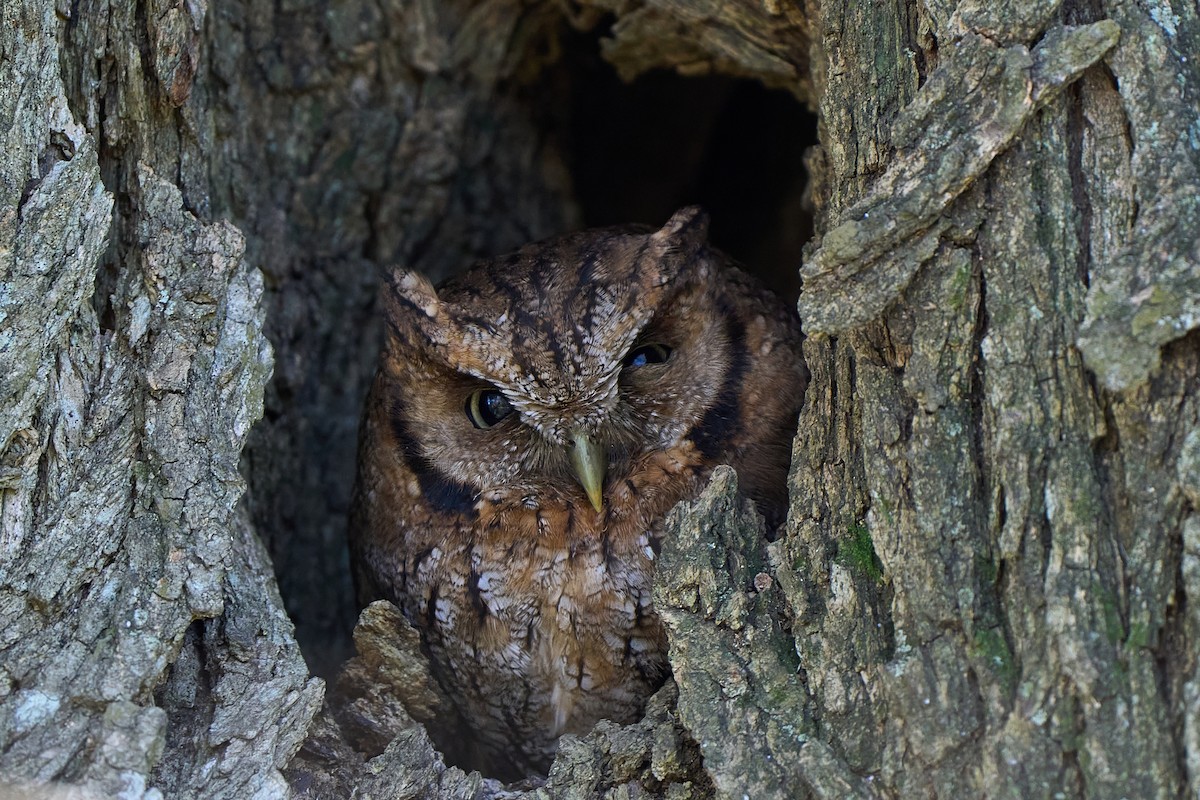 Tropical Screech-Owl - ML640101487