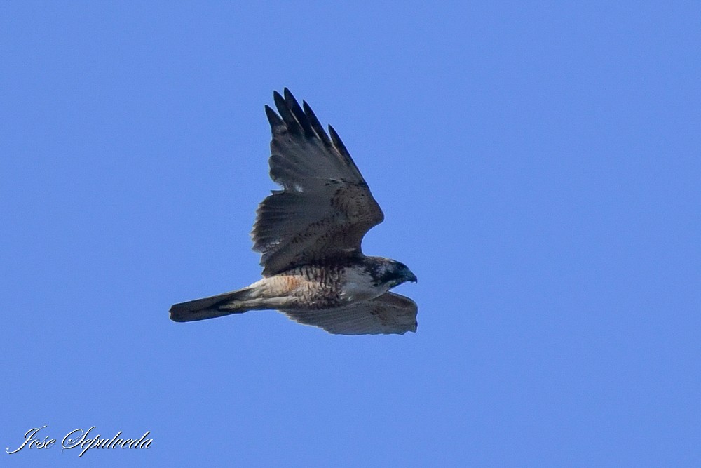 Variable Hawk - ML640101499