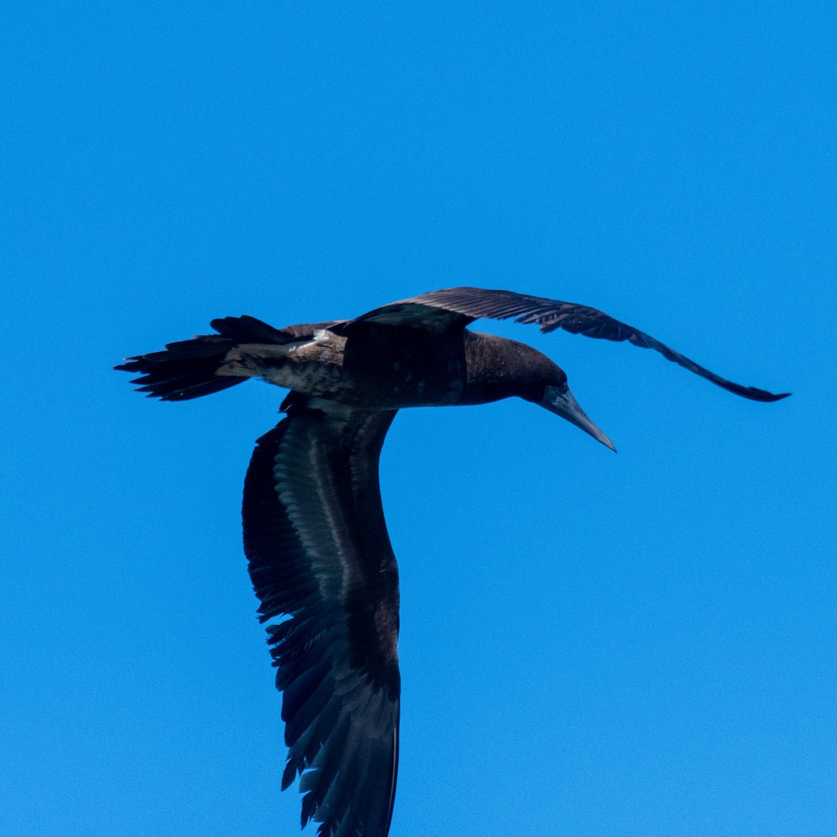 Brown/Cocos Booby - ML640101532