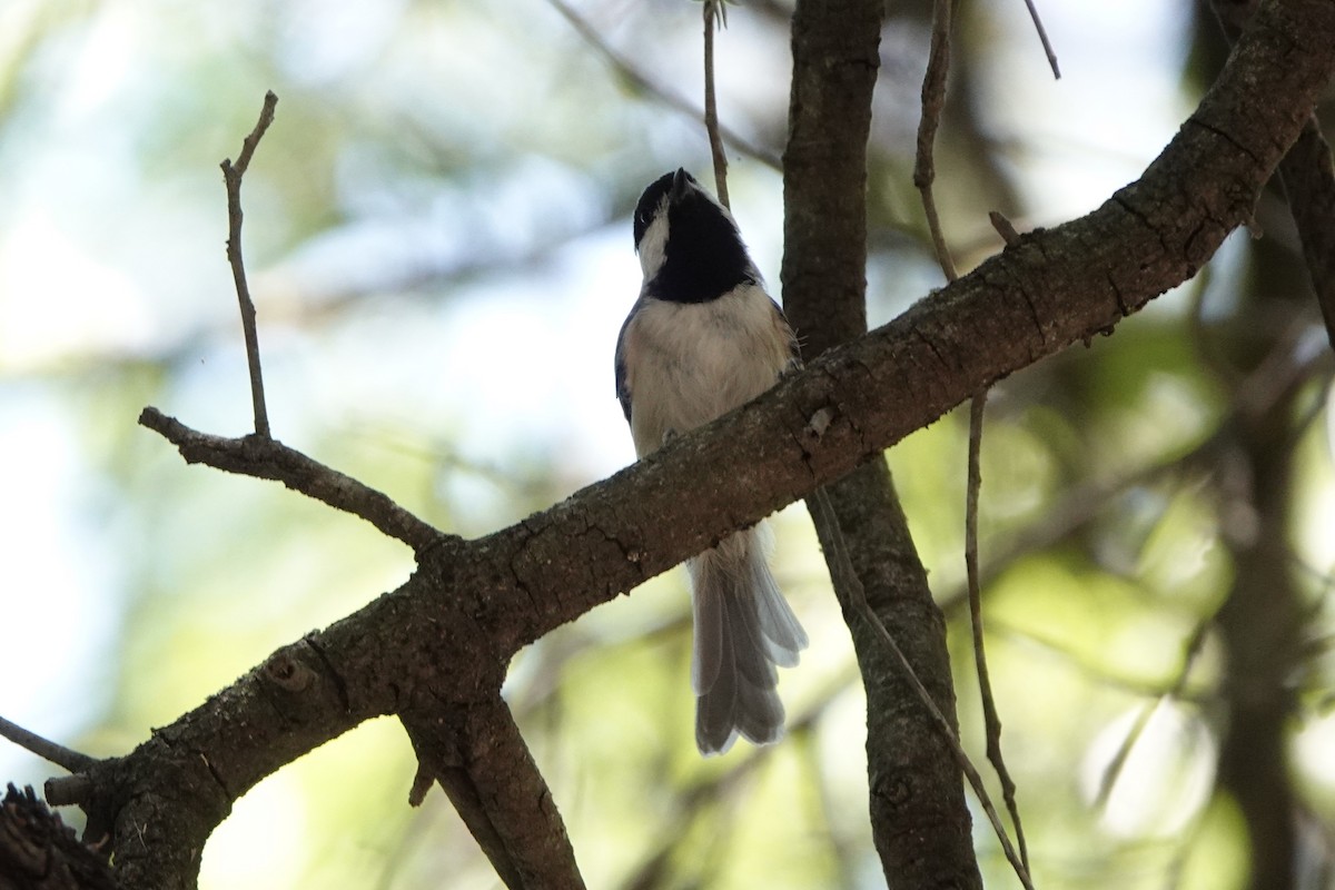 Carolina Chickadee - ML640101557