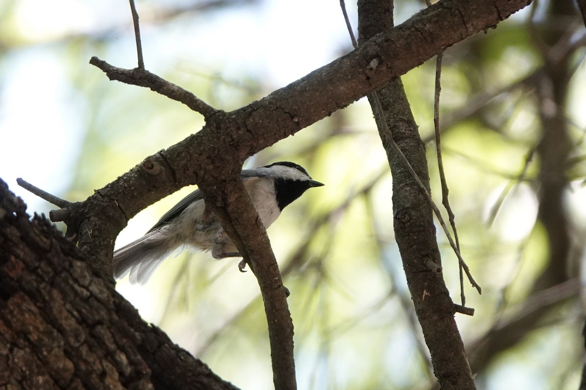 Carolina Chickadee - ML640101558