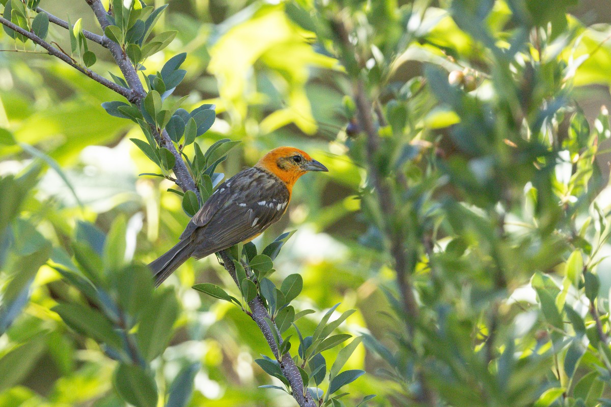 Flame-colored Tanager - ML640101563