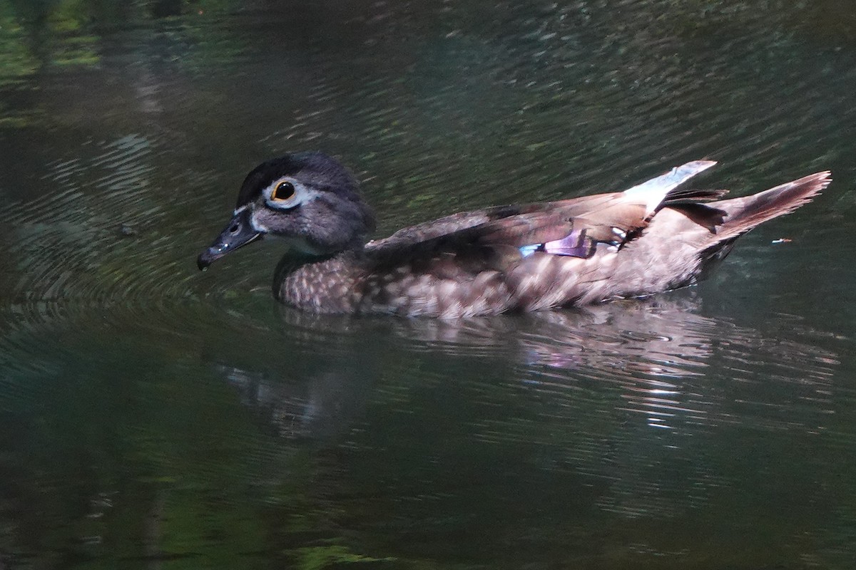 Wood Duck - ML640101569
