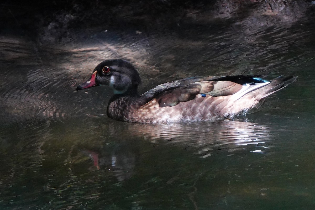 Wood Duck - ML640101570